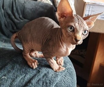 Sphynx