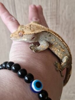 Pagekon řasnatý - 1