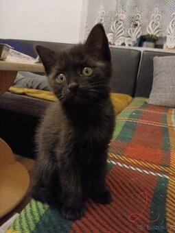 Vymazlená koťátka