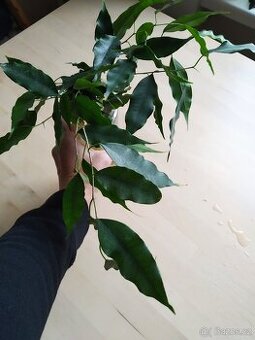 Fikus Benjamin zakořeněné řízky