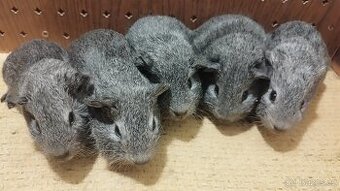 Morčata - morče aguti