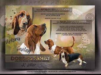 Basset hound šteniatka - rezervacie