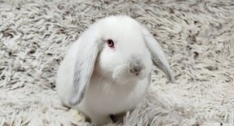 Zakrslý beránek, králíček, králík - MOLLY