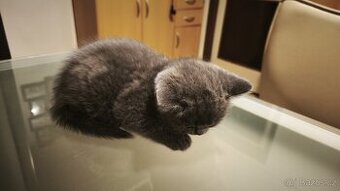 Prodej britských koťat