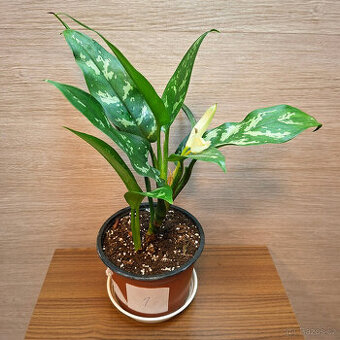 Aglaonema Maria
