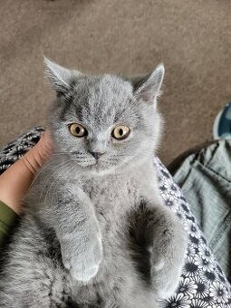 Britské modré kotě