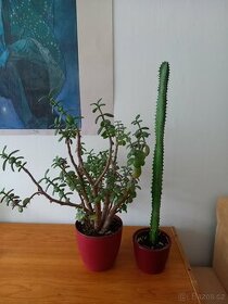 Pokojové  rostliny