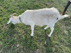 nalezená koza Šitbořice