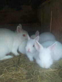 Prodám zakrslé králíky - mladé hermelíny červenooké, - 1