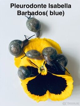 Pleurodonte Isabella Barbados- blue