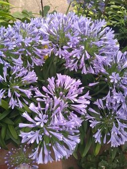 Agapanthus - kalokvět