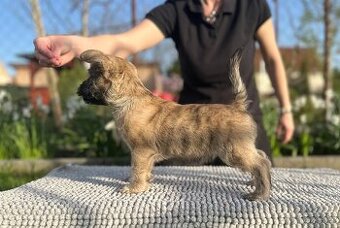 Brindle cairn terrier male puppy - 1