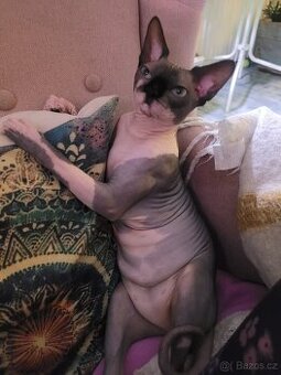 Kanadský sphynx