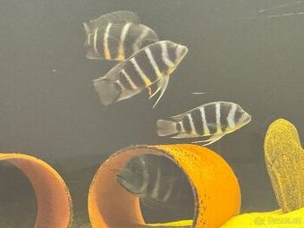 Gibberosa blue zaire moba