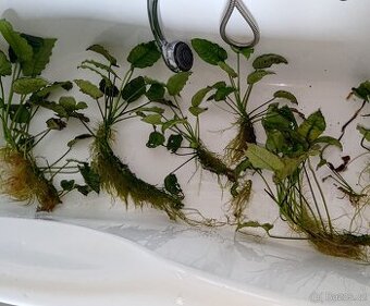 Akvarijní rostliny - 1