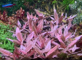 Cryptocoryne flamingo