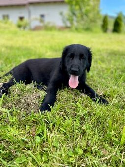 Štěně Flat coated retriever - 1