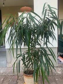 Ficus binnendijkii - 1