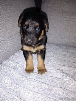 Kříženec Jack Russell x pražský krysařík