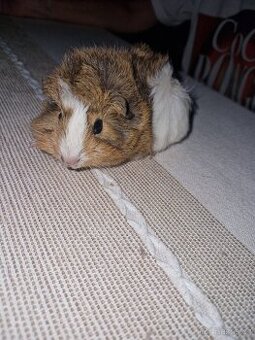 Morče