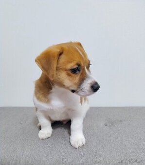 Jack Russell teriér