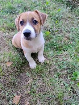 Jack Russell teriér