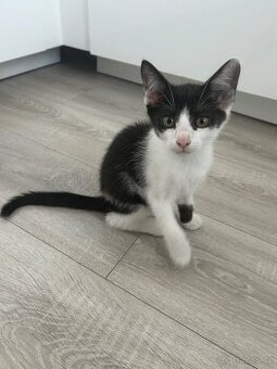 Koťatko