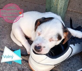 💙Jack russel teriér🩵💙