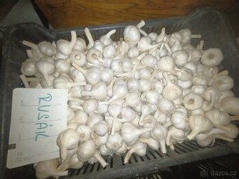 Česnek brambory na uskladnění