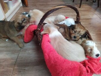 Štěňátka křížence