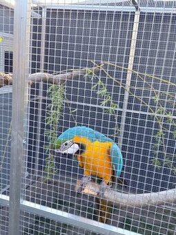 Koupím samičky kakadu růžový Lutino