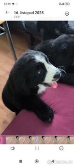 Štěňata bernský salašnický bez PP