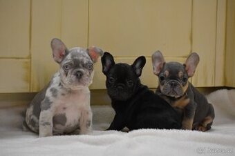 Francouzsky buldoček - 1