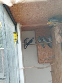 Prodám rozely, papousky nádherné