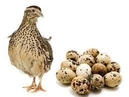 NV Japonské křepelky