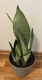 Sansevieria Moonshine