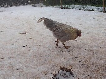 Araukana levandulová