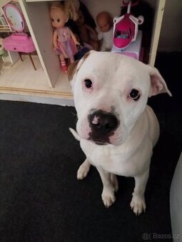 Kříženec ( staford z buldočkem)