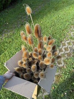 Sušené okrasné trávy - štětky - dekorace do věnců