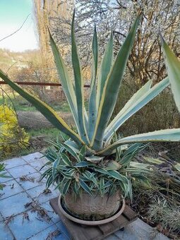 AGAVE- vzrostlé rostliny