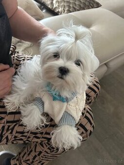 Maltese Mini Pouze 1390 g