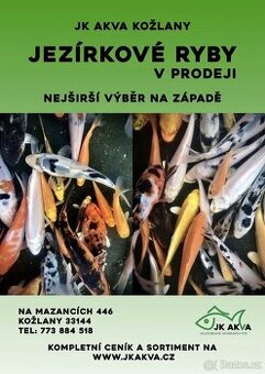 Ryby do jezírek Koi Karas zavojnatka jeseter a další - 1