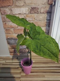 Syngonium podophyllum Mojito