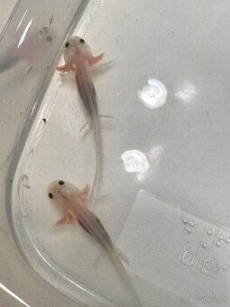 Axolotl mexický - vodní dráček