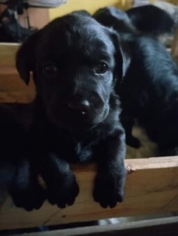 Labrador