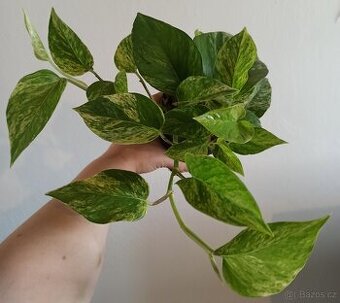Epipremnum marble queen