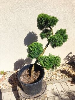 Tvarovaný strom, bonsai, niwaki, yamadori