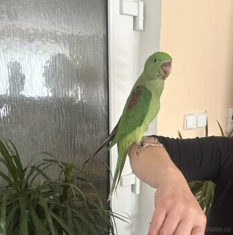 Prodám ručně dokrmeného papouška - Alexandr velký