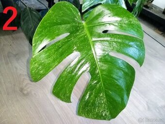 Monstera Deliciosa Albo variegata - obří list
