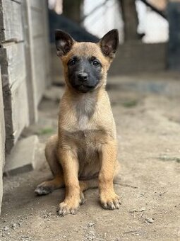 Belgický ovčák Malinois